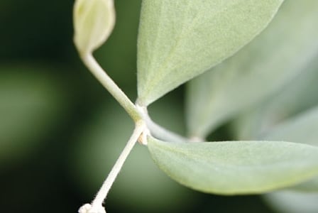 Botanical Balms
