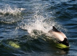 Wildlife Wednesday: Commerson's Dolphin