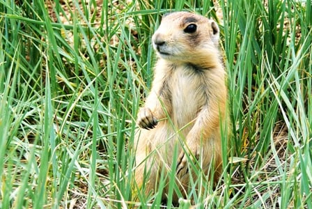 Wildlife Wednesday: Utah Prairie Dog