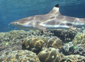 Wildlife Wednesday: Blacktip Reef Shark