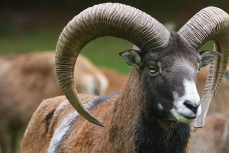 Wildlife Wednesday: Mouflon