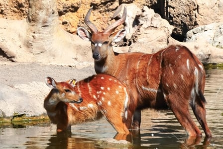 Wildlife Wednesday: Bongo