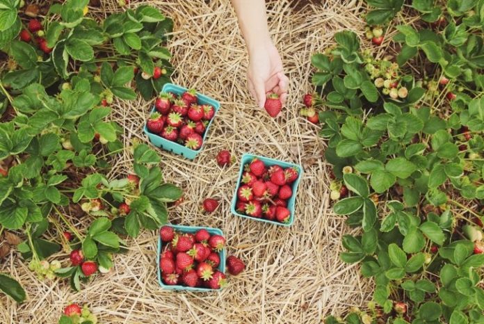 gardenstrawbeerry.jpg
