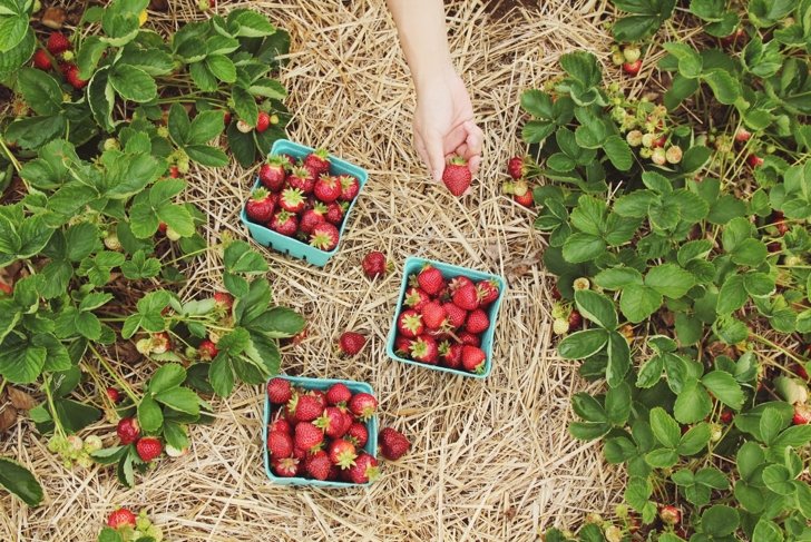 Digging For The Roots Of Our Food