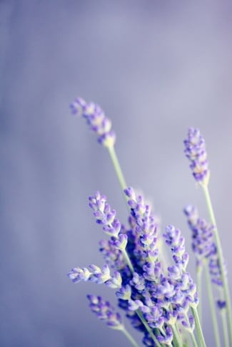 Back-to-School Aromatherapy Essentials